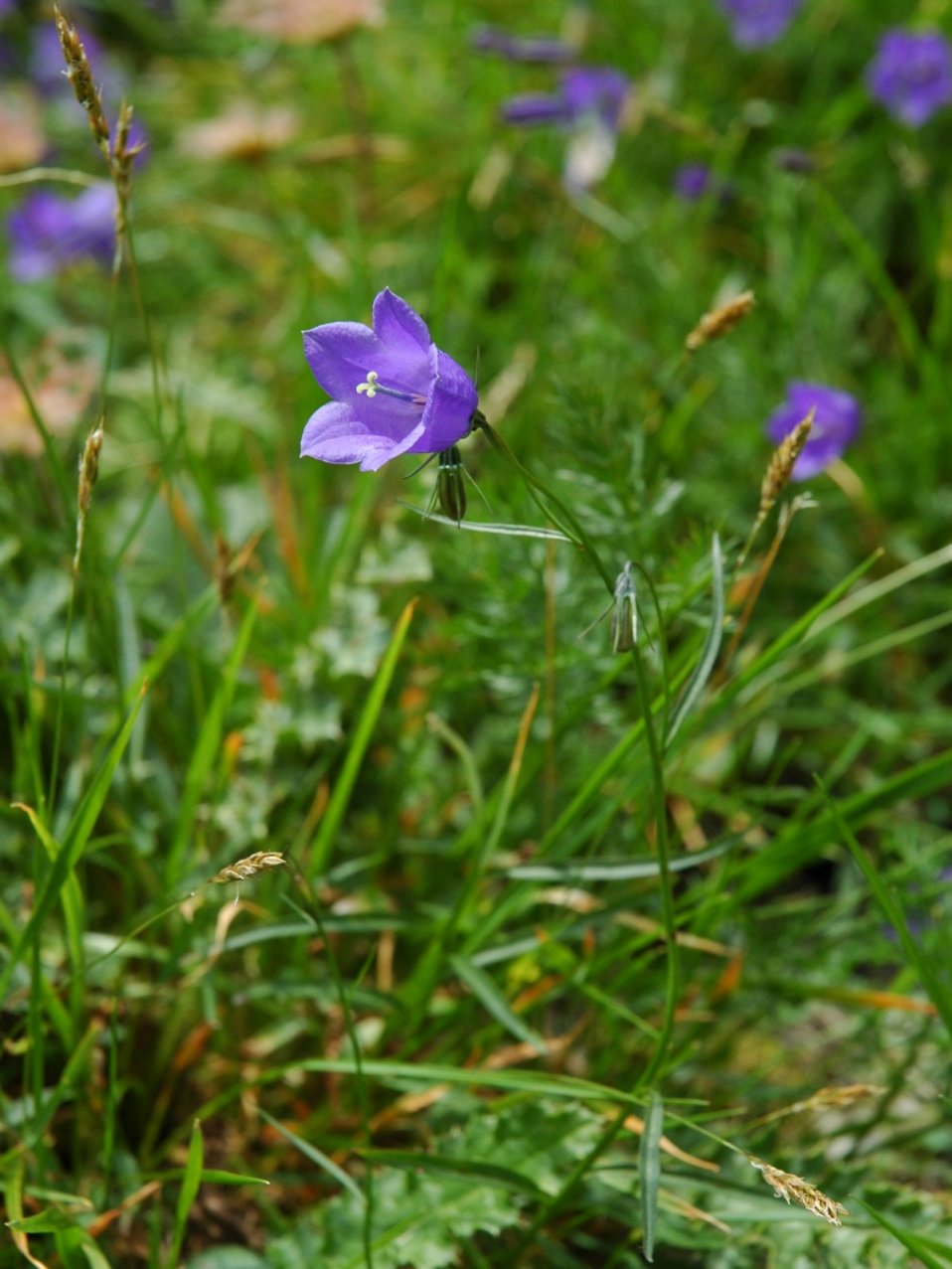 Campanula scheuchzeri